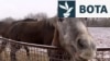 Prize Horses Face Growing Dangers Near Ukrainian Front Line