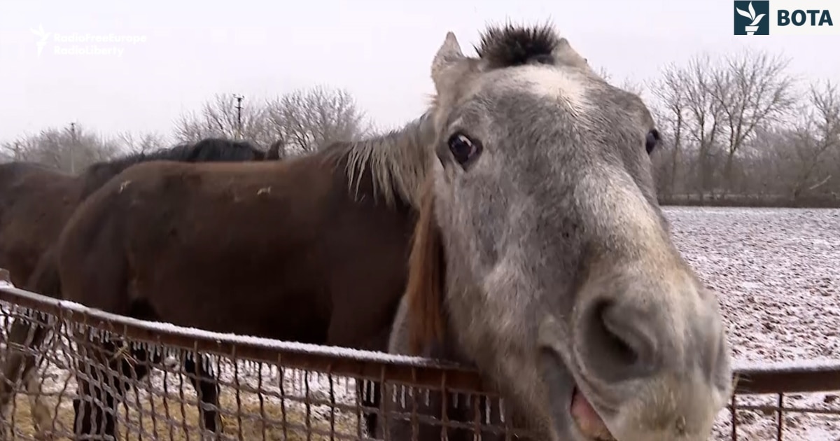 Moti i ftohtë  rrezik shtesë për kuajt garues në vijën e frontit në Ukrainë