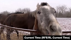 O sută de cai de rasă, blocați de ger în apropierea frontului ucrainean