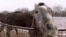 Prize Horses Face Growing Dangers Near Ukrainian Front Line