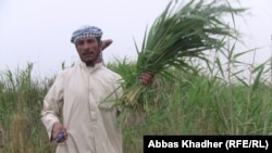 An Iraqi man, a resident of the marshlands, harvests fodder to feed his animals.