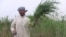 An Iraqi man, a resident of the marshlands, harvests fodder to feed his animals.