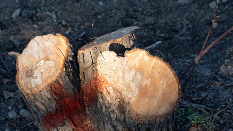 В Бахчисарайском районе незаконно  вырубили почти два десятка деревьев, ущерб превысил 1,4 млн рублей – прокуратура
