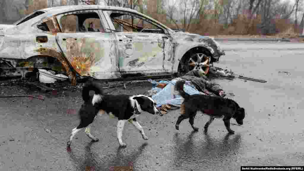 Kutyák sétálnak egy kiégett autó roncsa és egy civil holtteste mellett, akit állítólag orosz katonák öltek meg