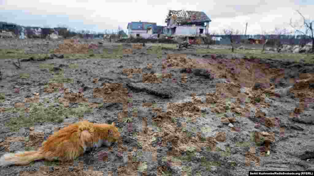 Кіт їсть біля вирви від російської авіабомби в селі Новосілки, що неподалік Чернігова, 6 квітня 2022 року