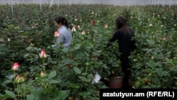 Armenia - Workers at a flower greenhouse near Gyumri.