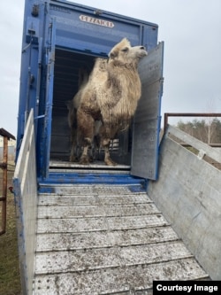 Верблюд, эвакуированный из семейного зоопарка "Ясногородка", Киевская область