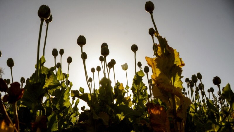 Talibanët nisin fushatën për ndalimin e prodhimit të opiumit