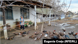Pensionara Aglaia Vornicu în curtea casei din Măcărești, Ungheni