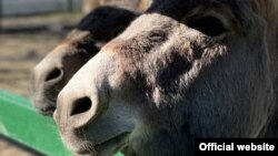 Без запасу кормів колекція копитних буде приречена, стверджують в заповіднику