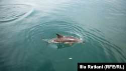 Дельфин, иллюстрационное фото