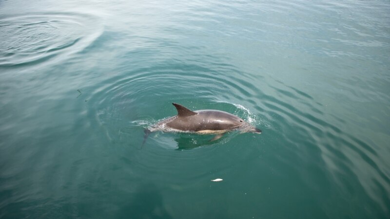 Экологи заявили об аномально высоком количестве погибших дельфинов на Кубани с начала года