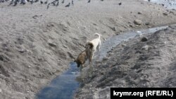 Собаки на пляже. Феодосия, Крым, апрель 2022 года