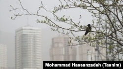 Egy madár pihen egy ágon egy szmogos teheráni napon