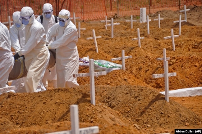 Эпидемия Эболы 2013–2016 годов позволила отработать некоторые методы создания новых противовирусных лекарств