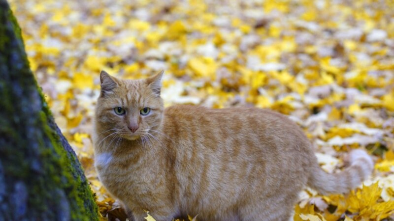 В Петербурге пропал старший кот музея Ахматовой. Ему 16 лет