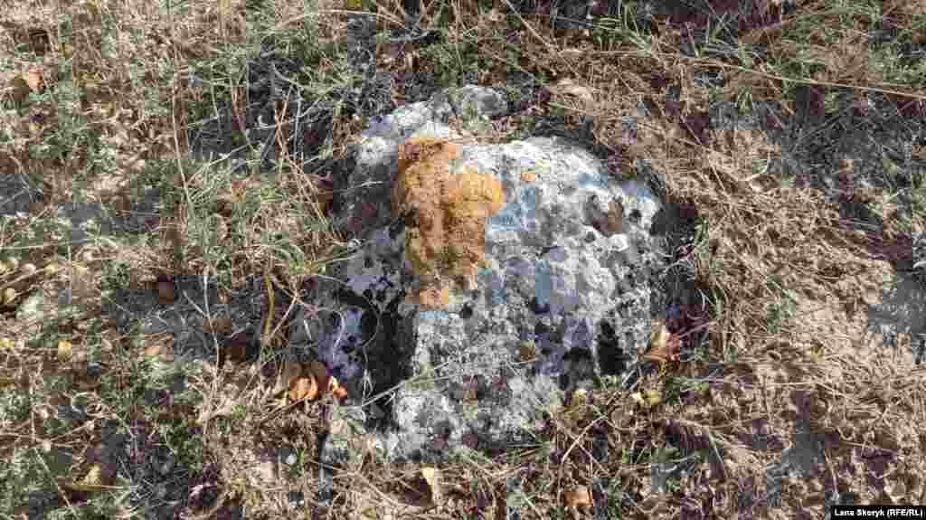 Высохшие лишайники на камне ждут влажной погоды &ndash; тогда их краски станут ярче