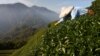 CLIMATE-CHANGE/TAIWAN-TEA