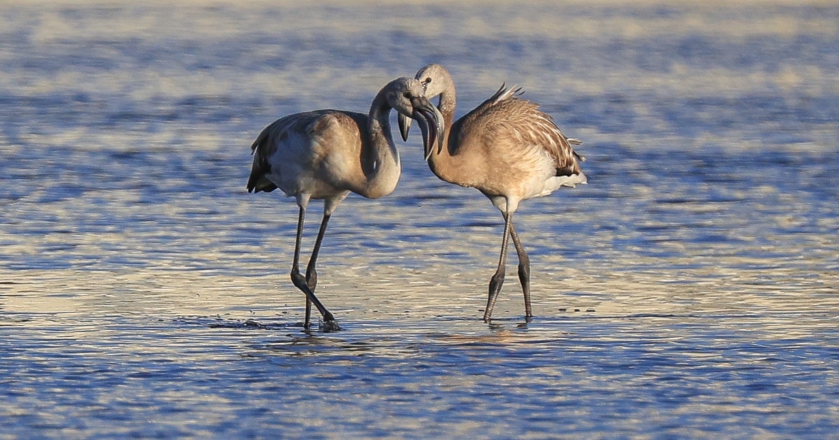 Жоғары сапалы порнодағы жас арулар