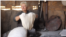 Armenia - Knarik Torosian makes lavash, an Armenian flatbread recognized by UNESCO, in her outdoor oven - screen grab