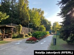 Uzrok uginuća četiri novorođena lava u Zoo vrtu Palić još nije zvanično saopšten.