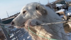 Мажилис Казахстана одобрил проект, предусматривающий убийства бездомных животных