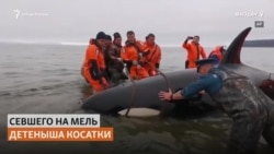В Магадане спасли косатку