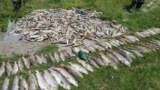 Svega nekoliko mjeseci prije incidenta na Limu, pomor ribe desio se i u rijekama Vezišnica i Ćehotina u Pljevljima u julu 2019.