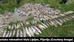 U rijekama Vezišnici i Ćehotini kod Pljevalja došlo je do pomora ogromne količine ribe, a rijeke su pretvorene u bijelu zatrovanu masu, juli 2019.