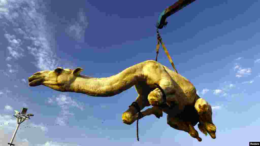 A camel that has been purchased by a customer for Eid al-Adha is hoisted onto a vehicle at a market near Riyadh in Saudi Arabia.