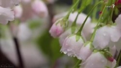 آرزوی زندگی بهتر در سال نو