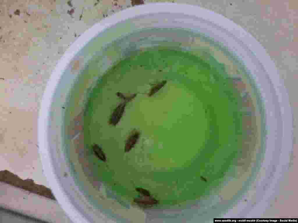 Идиш ювадиган гелнинг ичига қаранг. Таракан ўлиб ëтибди. Шу билан яна идиш ювади.