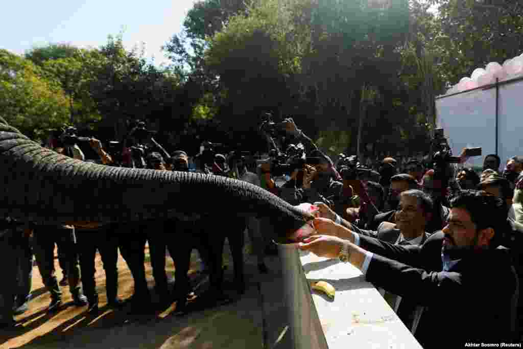 The governor of Pakistan&#39;s Sindh Province, Kamran Tessori, presents a piece of cake to a female elephant named Sonia on the occasion of her 16th birthday at a safari park in Karachi.&nbsp;