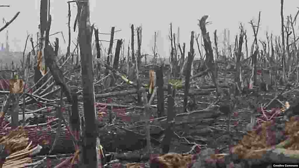 Дървета, униюожени от снаряди, шрапнели и куршуми на бойно поле близо до Бахмут през ноември.