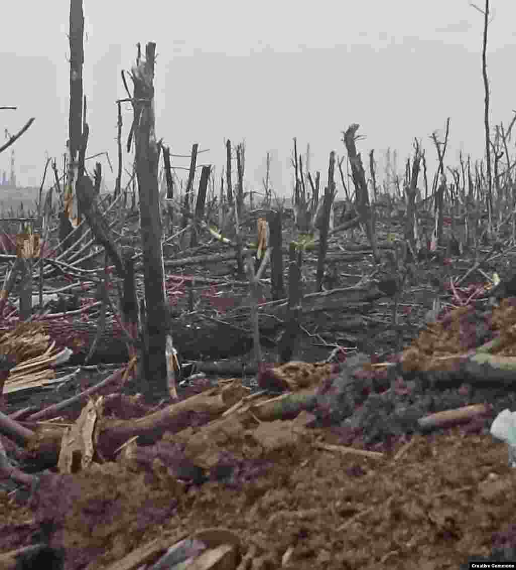 Дрвја искршени од шрапнели и куршуми на бојното поле во близина на Бахмут во ноември. &nbsp;