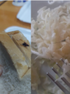 Student meals at "Goce Delcev# dormitory in Skopje