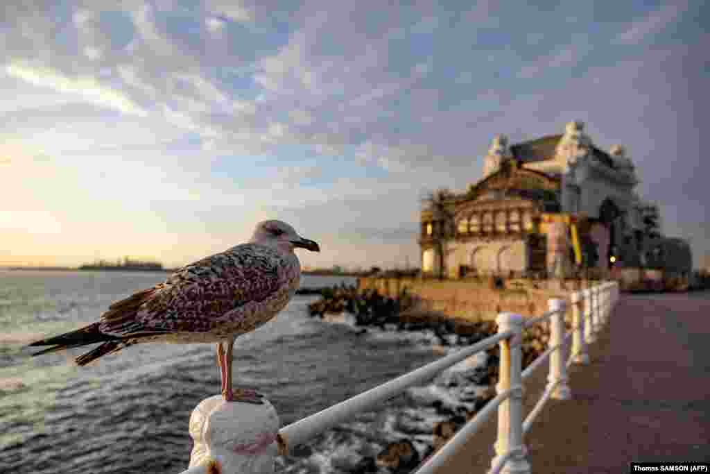 A European herring gull perches near an Art Nouveau casino on the seafront along the Black Sea. The casino, built in 1910, is now under renovation after being left abandoned for years.