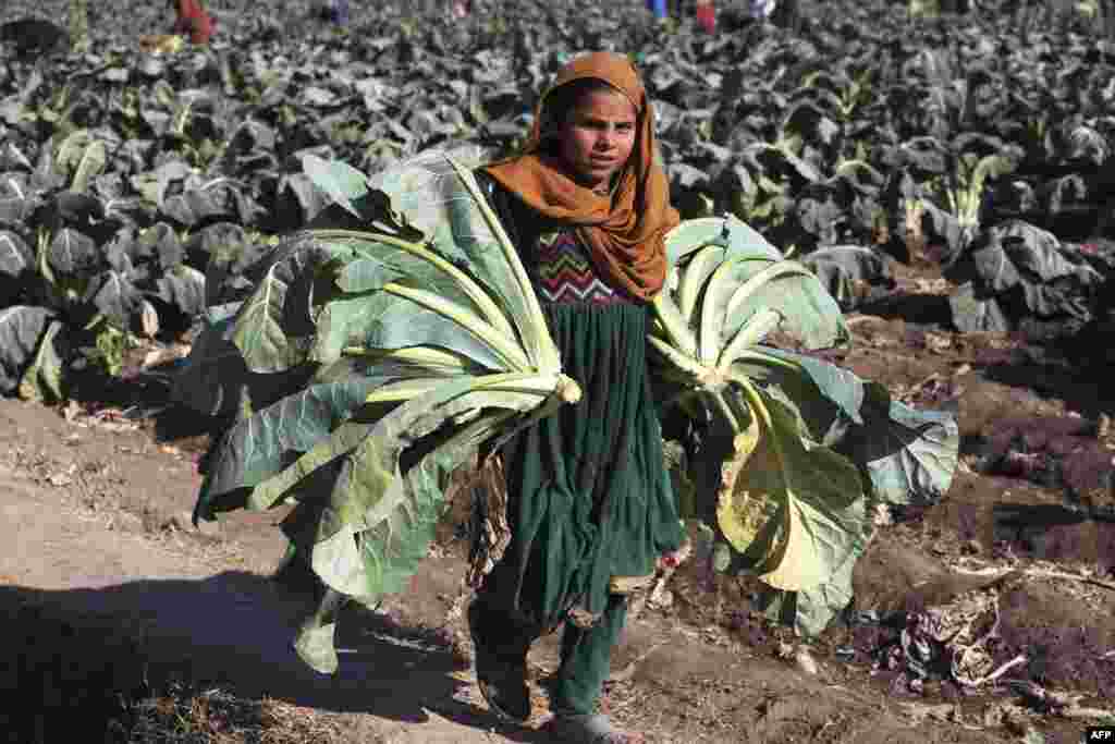 A girl harvests cauliflowers in a field on the outskirts of Jalalabad, Afghanistan.
