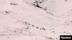  Северни елени са снимани в планините през зимата край Норвежко море на източния бряг на Исландия 