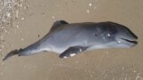 Tens Of Thousands Of Dead Dolphins Among Environmental Casualties Of Ukraine War