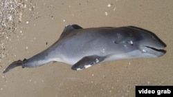  Десетки хиляди делфини в Черно море също са жертва на войната в Украйна 