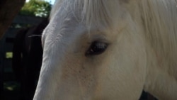 Urugvajska nevladina organizacija spašava konje od klanja