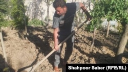 Former organized-crime fighter Abdul Ahad Safi doing manual labor in Iran.