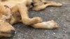 Some 60 dogs were found dead and mutilated at the shelter in December. 
