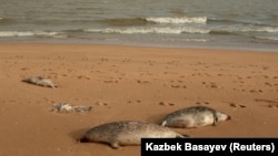 Каспийские тюлени или нерпы считаются эндемиком Каспийского моря и, как исчезающий вид занесены в Красную книгу Туркменистана. В 2008 году также были включены в Красную книгу Международного союза охраны природы.