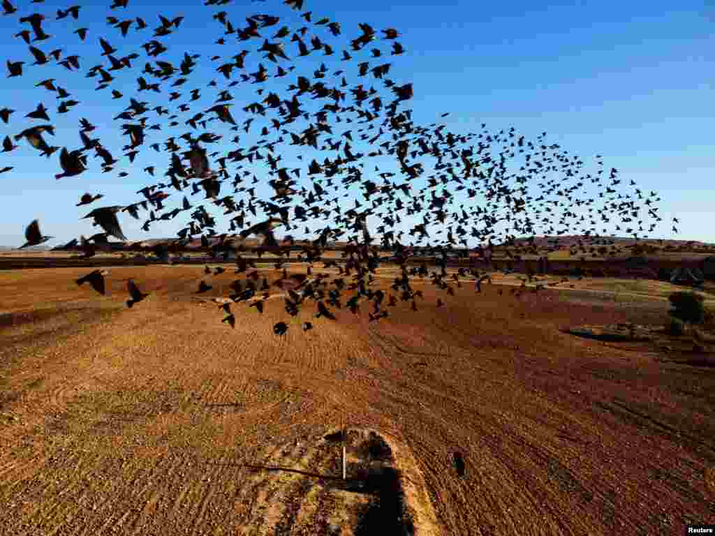 Ято мигриращи скорци в небето край Беер Шева, Южен Израел. 11 януари 2022 г.