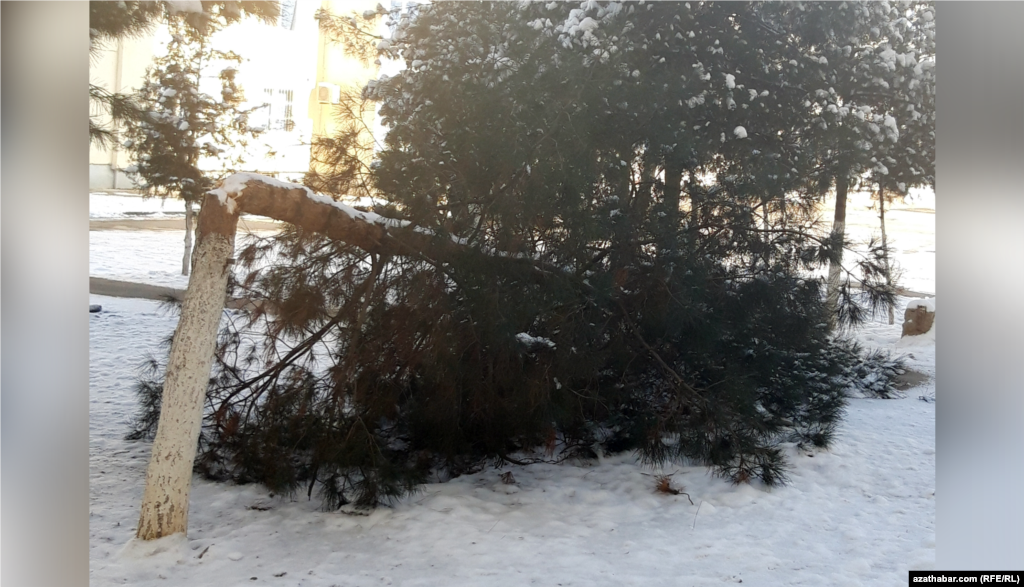Дерево сломалось под тяжестью снега. Ашхабад&nbsp;