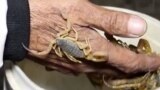 A yellow scorpion on a man's hand in Afghanistan