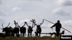  Елени край съветския град Нарян Мар, ситуиран покрай Северния полярен кръг. 