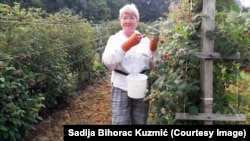 Sadija Bihorac Kuzmić iz Kragujevca odlučila je da radi i u penziji kako bi sebi obezbedila dodatne prihode uz skromnu penziju. Izabrala je sezonski posao branja malina.